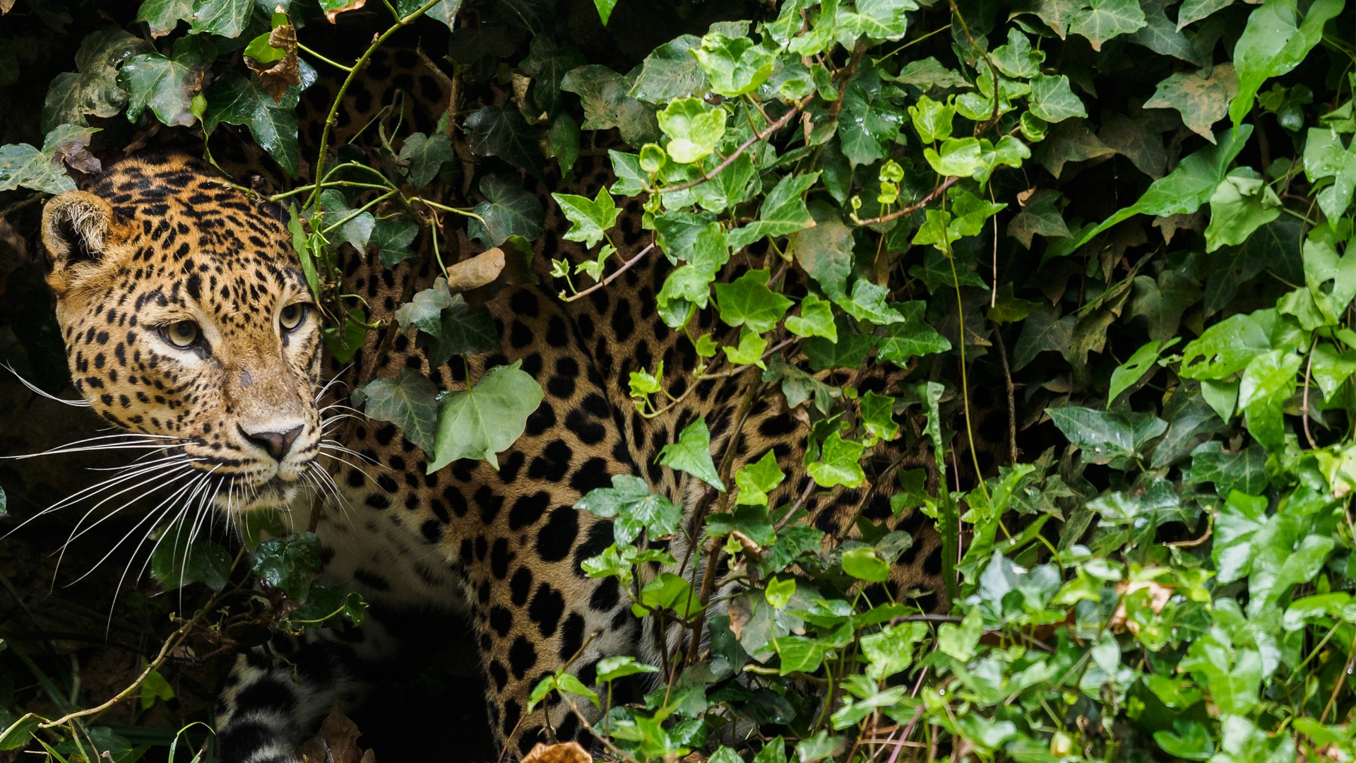 Wildlife Safari Tour